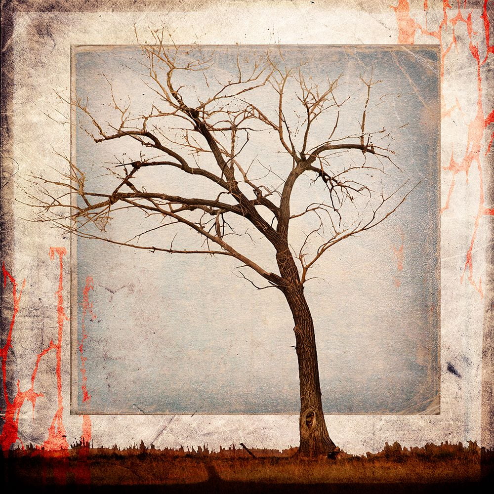 LightBoxJournal 12x12 Black Ornate Wood Framed with Double Matting Museum Art Print Titled - Cottonwood Tree Part 05