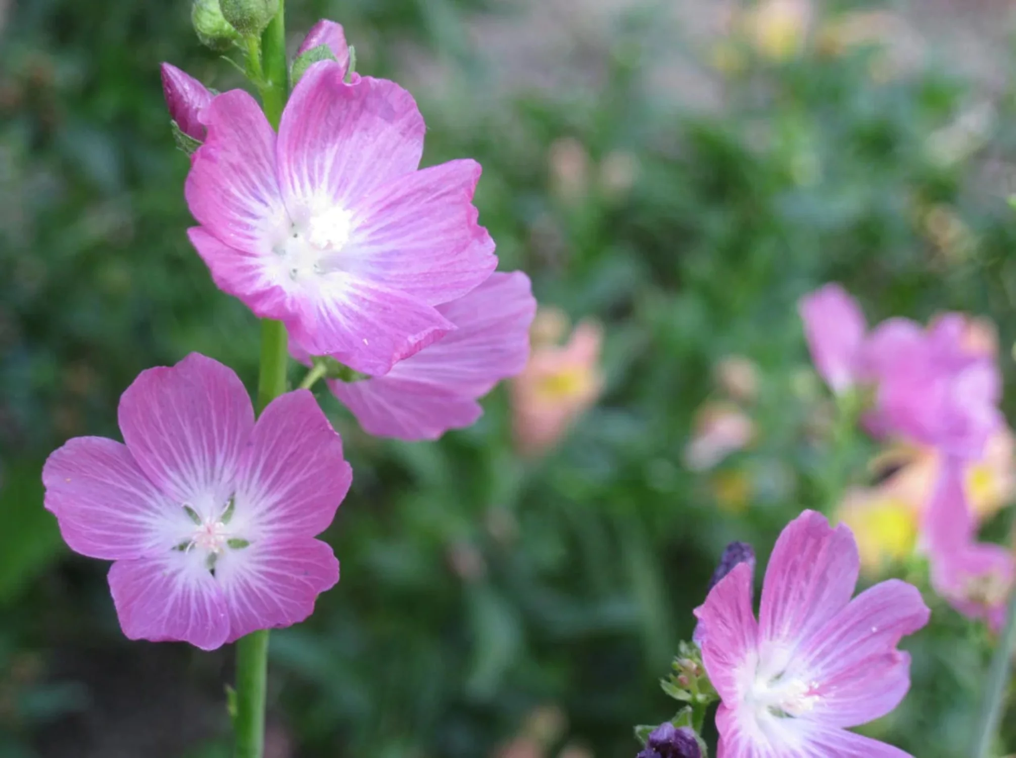 50 PINK CHECKERMALLOW Sidalcea Hendersonii Henderson's Checkerbloom Flower Seeds
