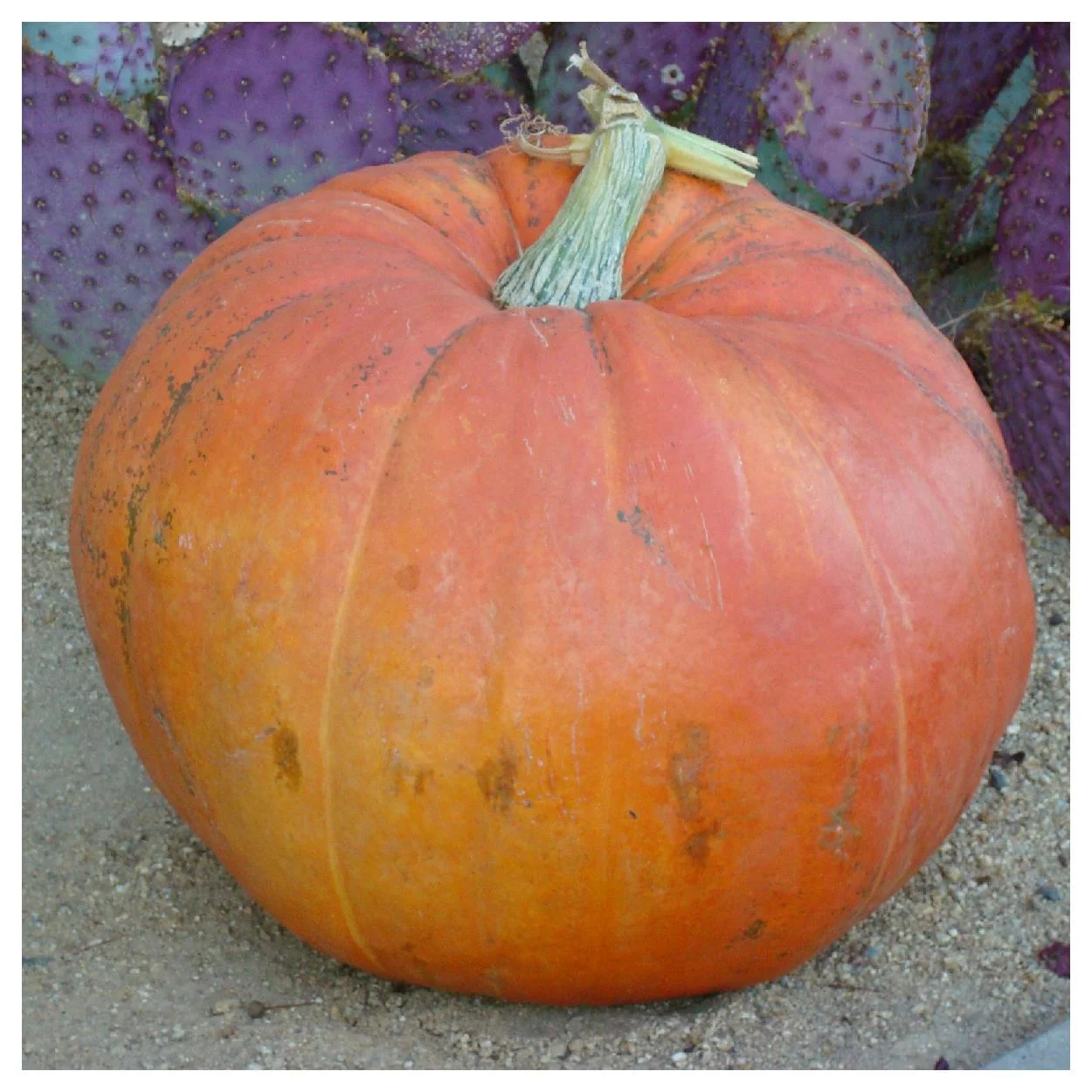 Everwilde Farms - 30 Big Max Pumpkin Seeds - Gold Vault Jumbo Bulk Seed Packet