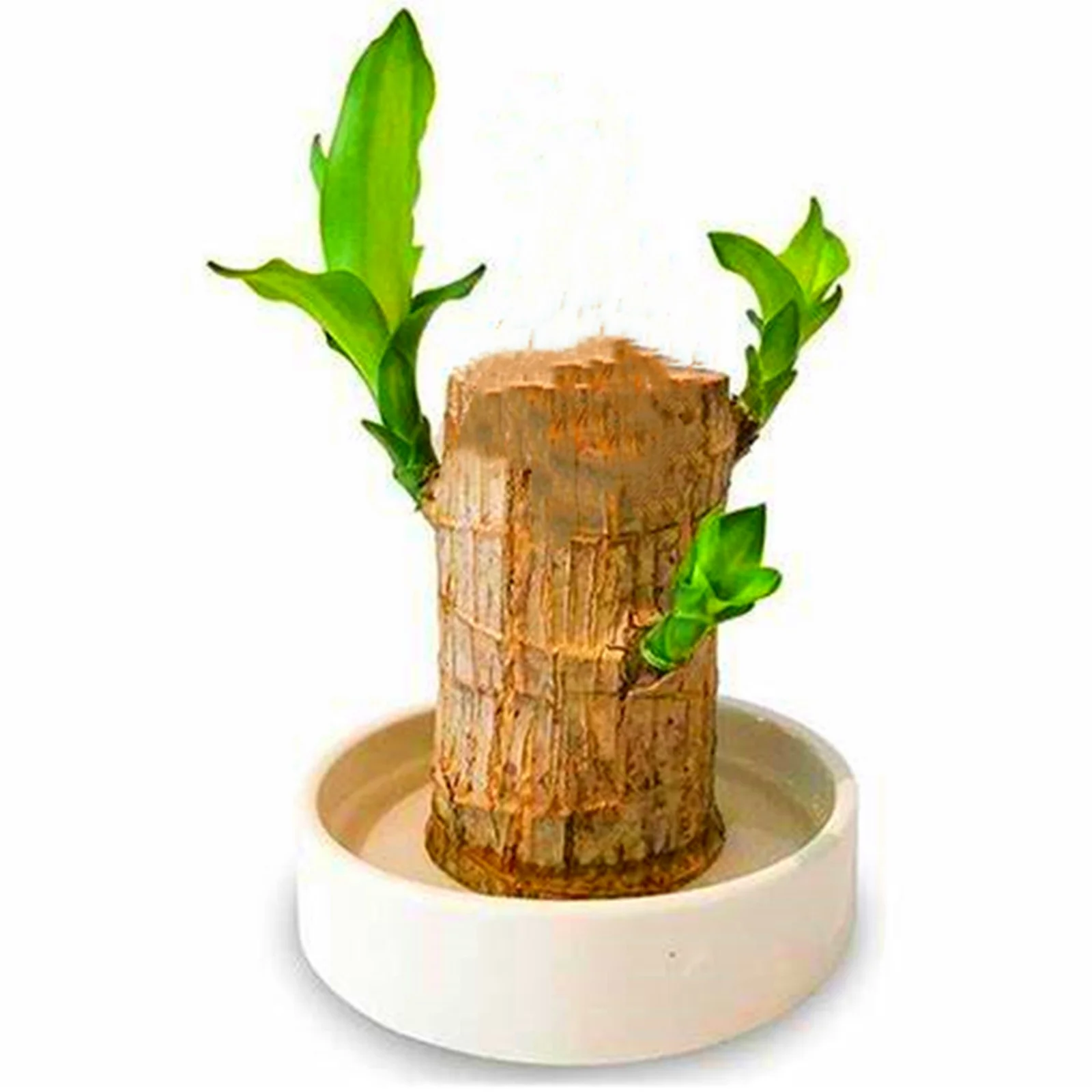 Brazilian Wood, Foliage Plant, Brazilian Lucky Wood Plant Pot, Perennial Plant, Lucky Wood,Strong Vitality,  Potted Plant,Brazilian Lucky Wood Plant（Contains a white tray）