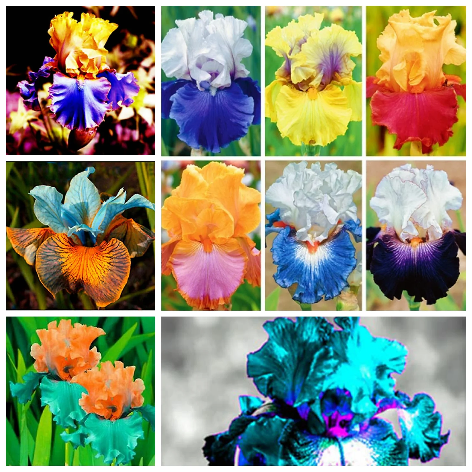 Iris Plants Bulbs,Iris Bulbs Perennial Reblooming Bearded,Iris Tubers,Iris Rhizomes,Beautify Environment,Cold And Drought Tolerant, Gardeners Can Plant Easily,Iris Bulbs For Planting,
