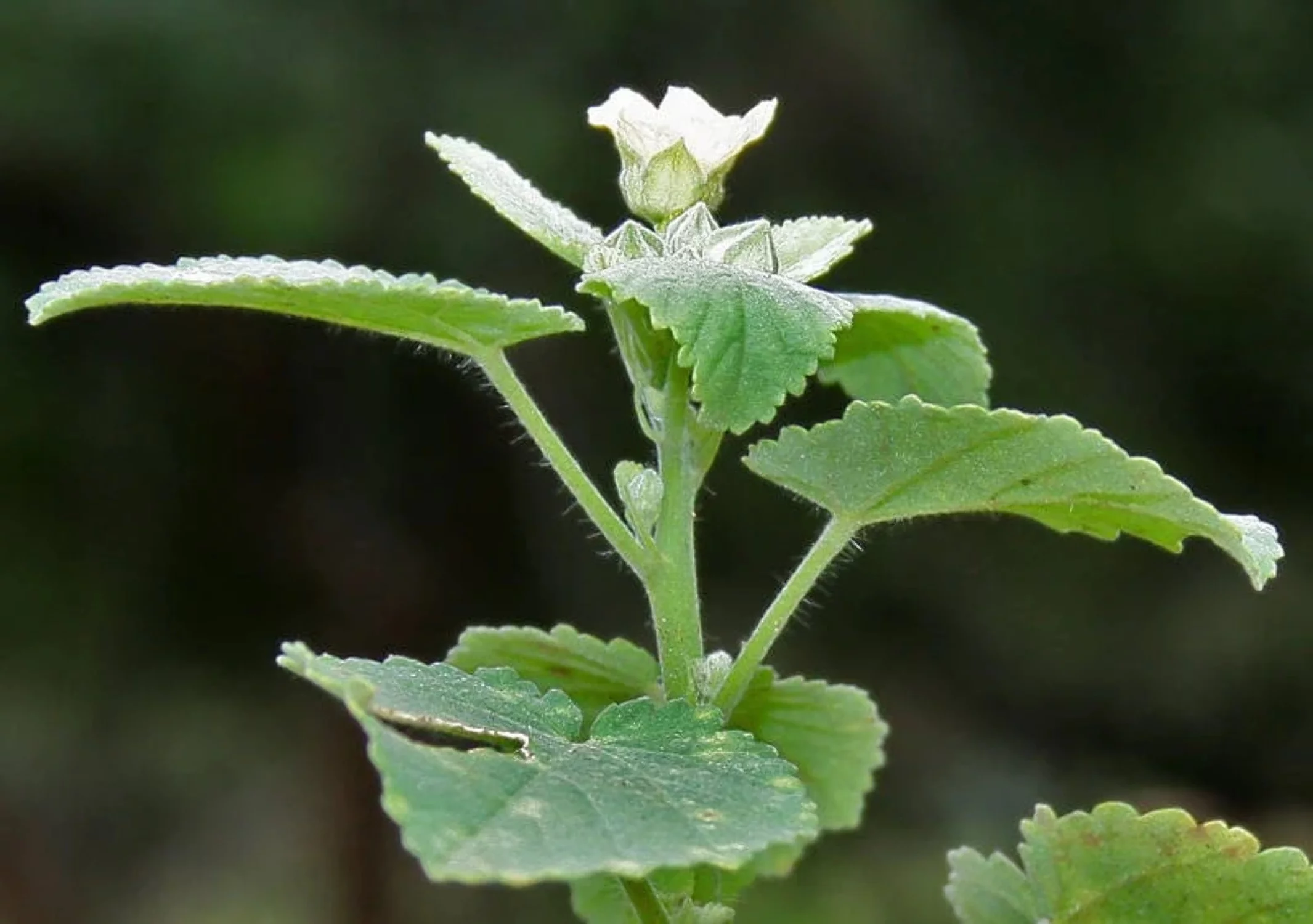 100 COUNTRY MALLOW (Bala / Flannel Weed) Sida Cordifolia Flower Seeds