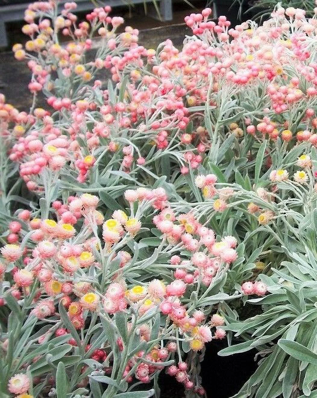 100 APRICOT & PEACH STRAWFLOWER Mix Coral Paper Daisy Helichrysum Flower Seeds