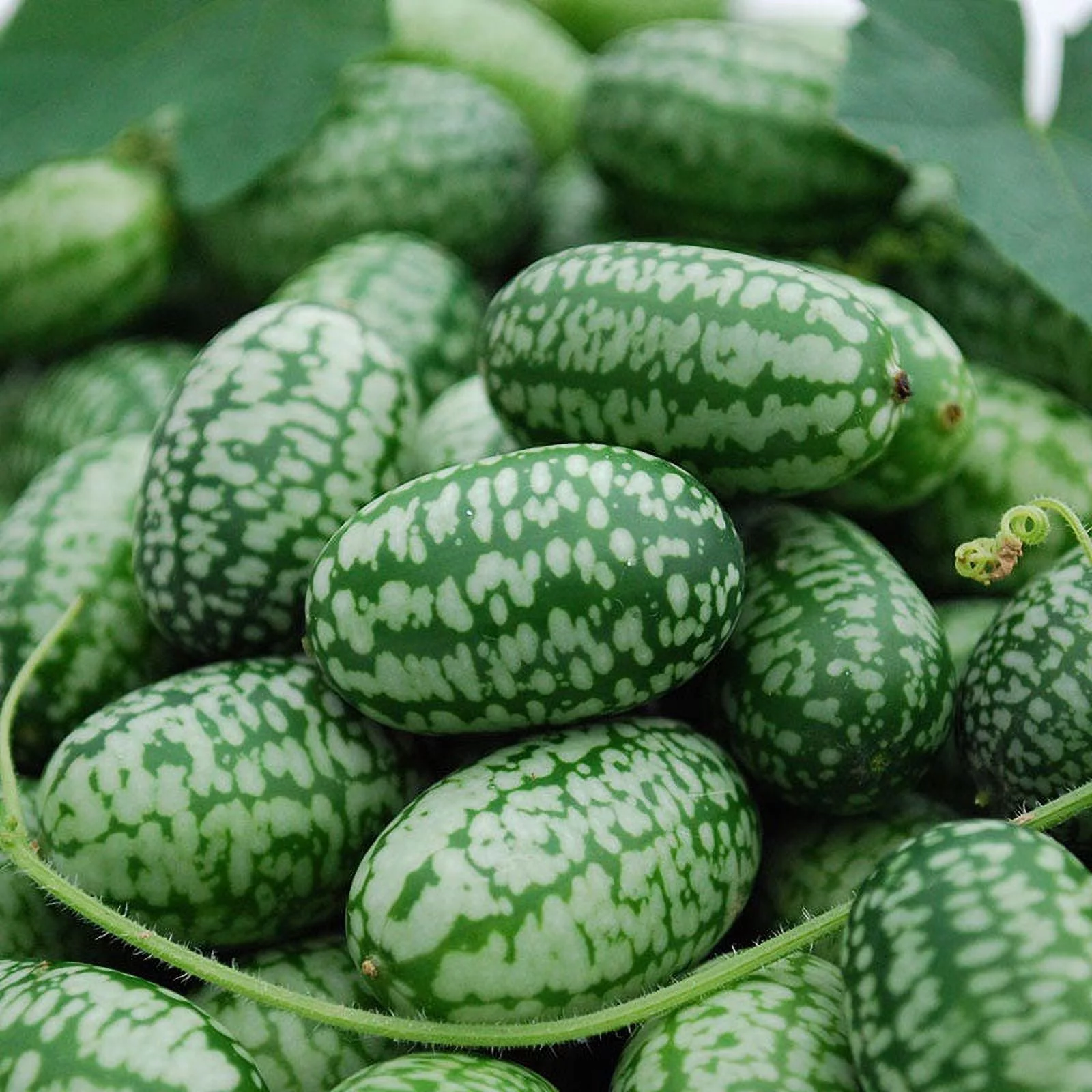 Cucumber Seeds - Mexican Sour Gherkin - Packet -  Vegetable Seeds,  Heirloom Seed  Easy to Grow & Maintain, Container Garden