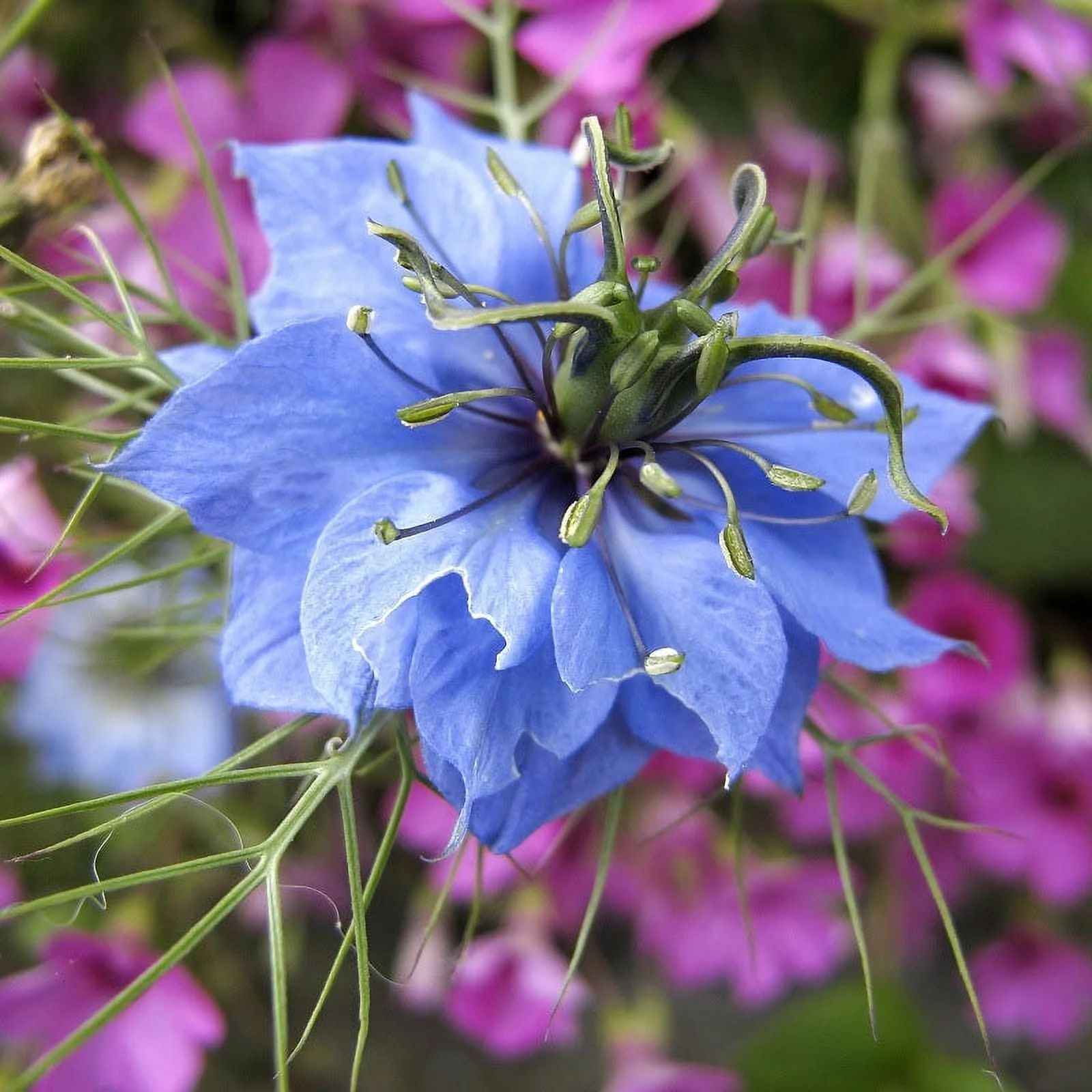 Love in a Mist Seeds - Blue - 1 Ounce - Blue Flower Seeds,  Open Pollinated Seed  Attracts Bees, Attracts Butterflies, Attracts Pollinators, Easy to Grow & Maintain, Container Garden