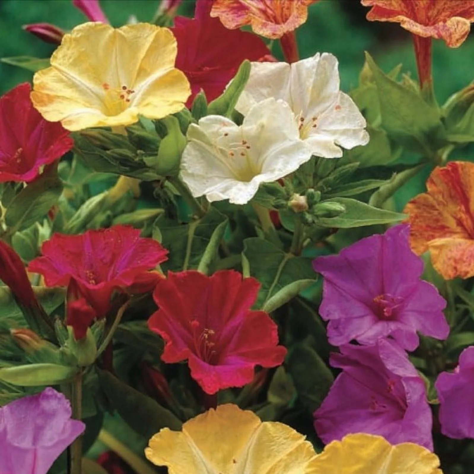 Four O'clock Marvel of Peru, 100 Seeds Beautiful Vivid Mulit Colored Bloom