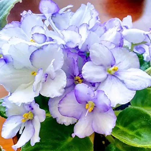QAUZUY GARDEN 100 African Violets Saintpaulias Seeds | Premium Non-GMO Heirloom Flower Seeds | Long lifespan | Attractive Houseplant Garden Container Flowering Plant
