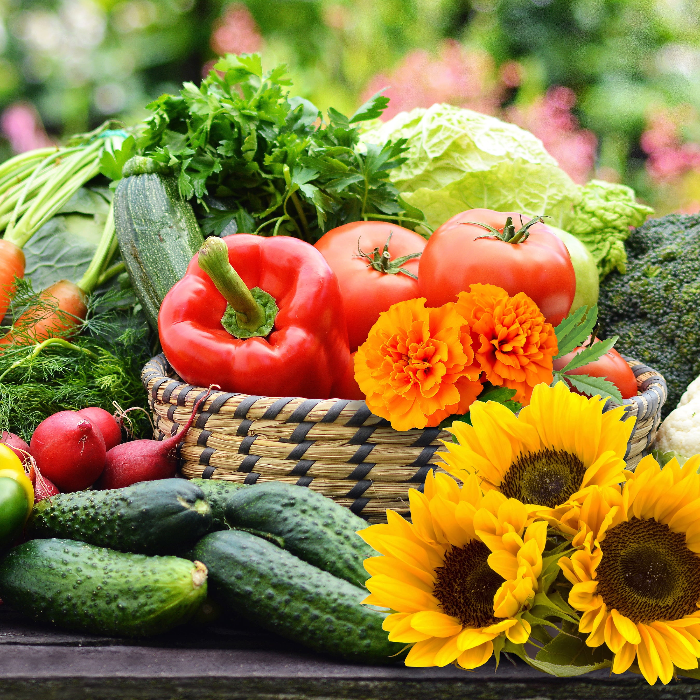 American Seed 1G Radish Black Spanish Plant Seeds Full Sun