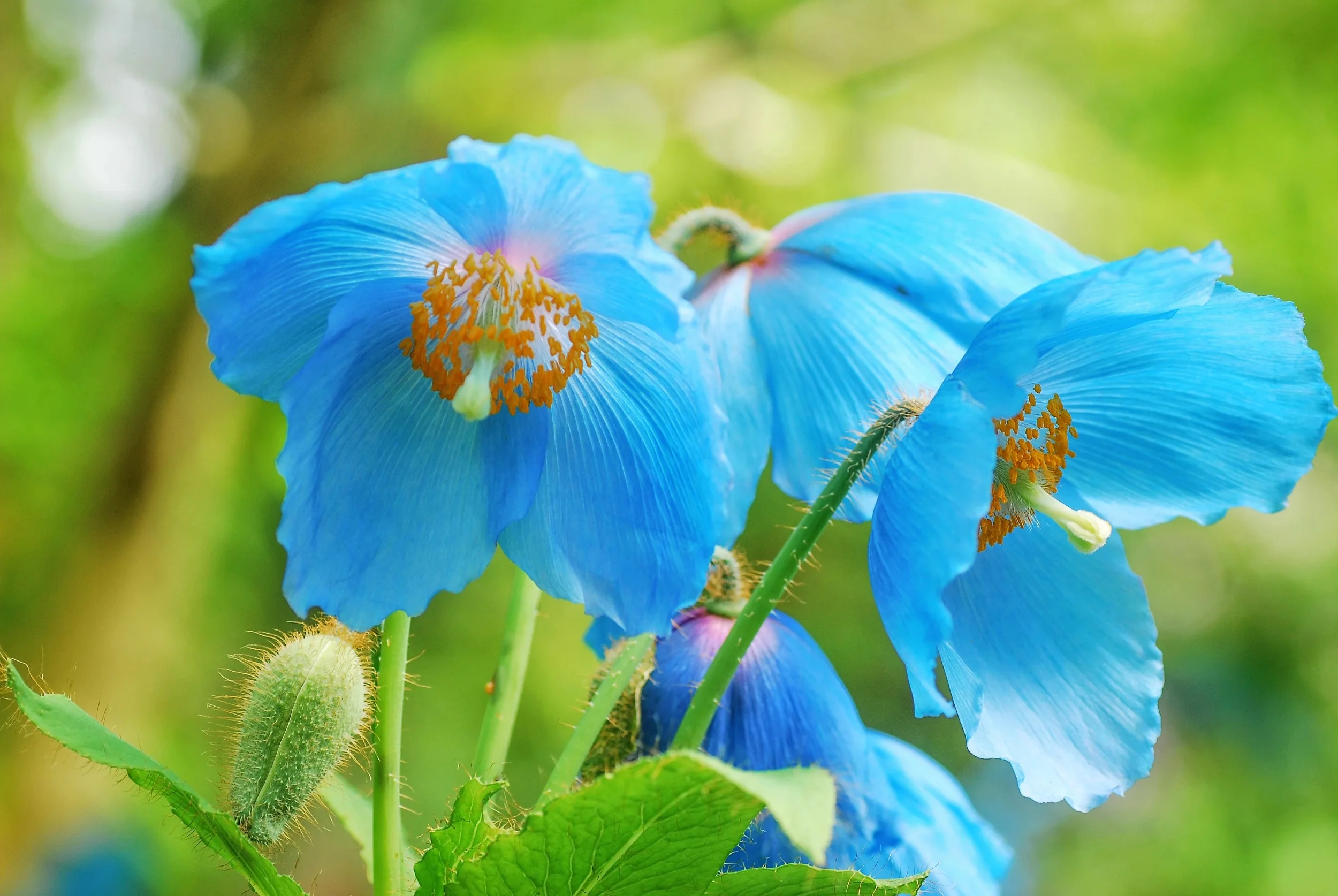 10 BLUE HIMALAYAN POPPY Tibetan Meconopsis Betonicifolia Flower Seeds