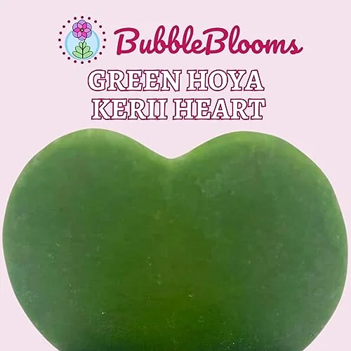 BubbleBlooms Green Hoya Kerrii Heart in a 2 inch Pot Sweetheart Mother's Day Plant