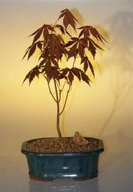 Japanese Red Maple Bonsai Tree - Small 9 years old, 12
