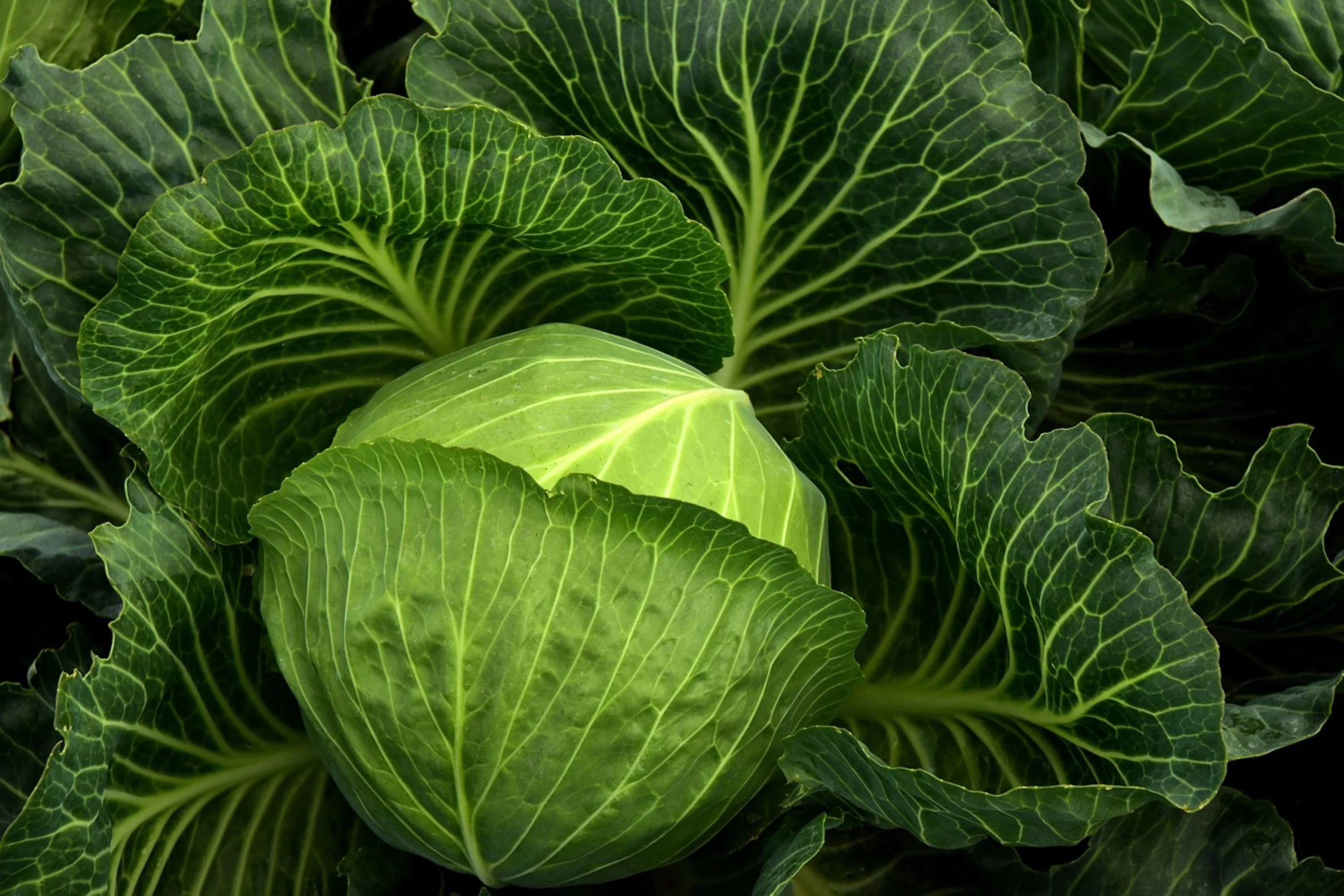 Copenhagen Early Market Cabbage Seeds/Annual/Full Sun/9K Seeds 1 oz/Zellajake Farm and Garden - B165