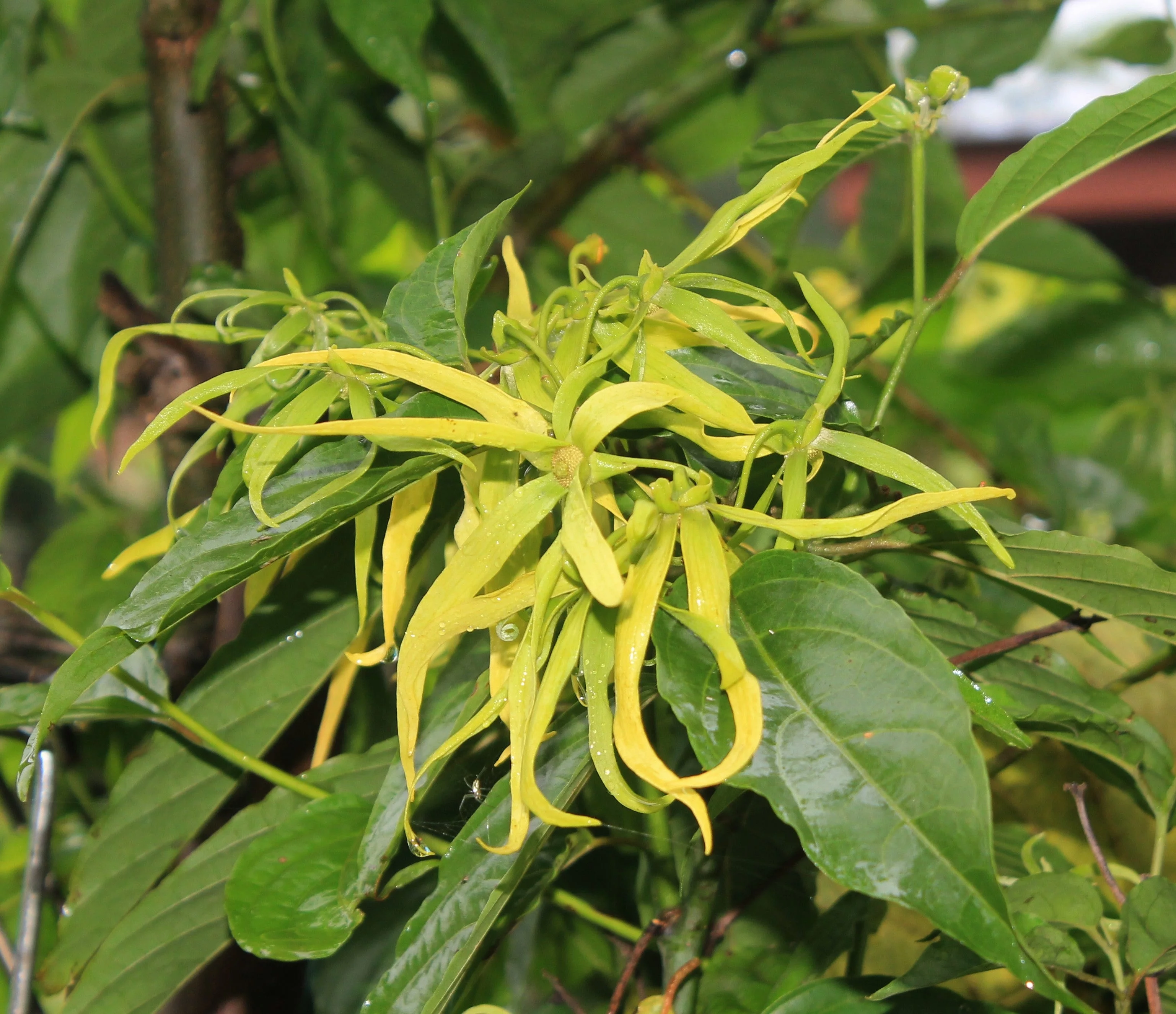 5 seeds -Ylang Ylang or perfume tree -See Full description Below- Attracts Butterflies -Cananga odorata- Serendipity Seeds