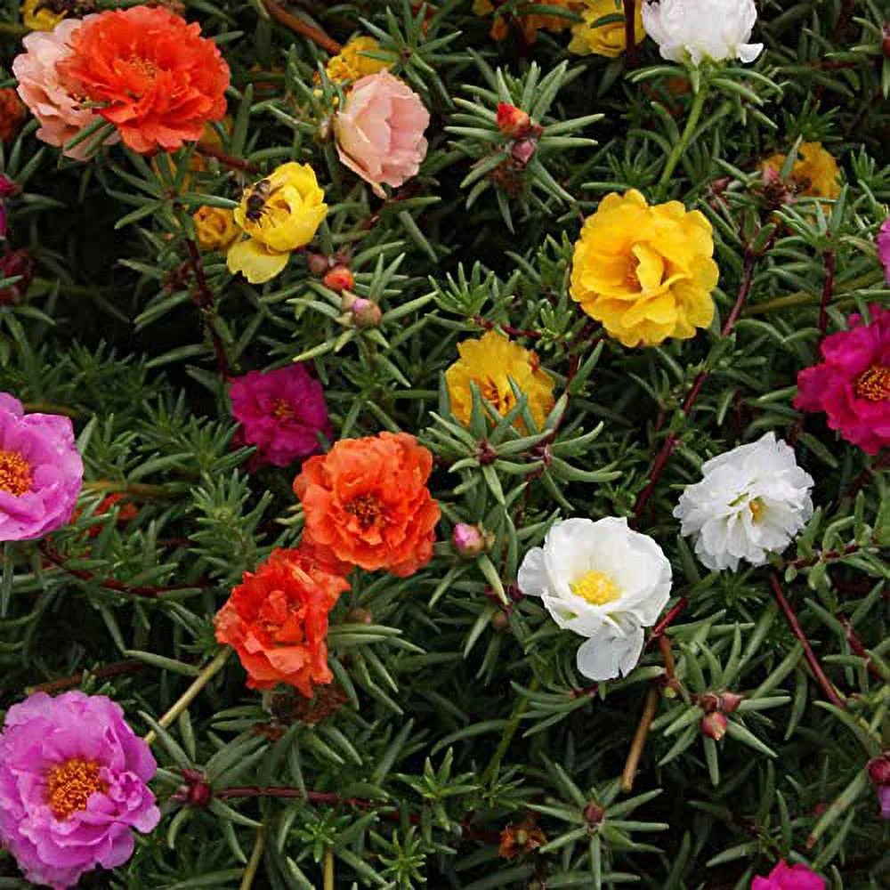 Mixed Colors Moss Rose Seeds Portulaca Ornamental Plant Succulent Leaves Drought and Heat Tolerant Hanging Baskets Container Ground Cover 300Pcs Flower Seeds by YEGAOL Garden