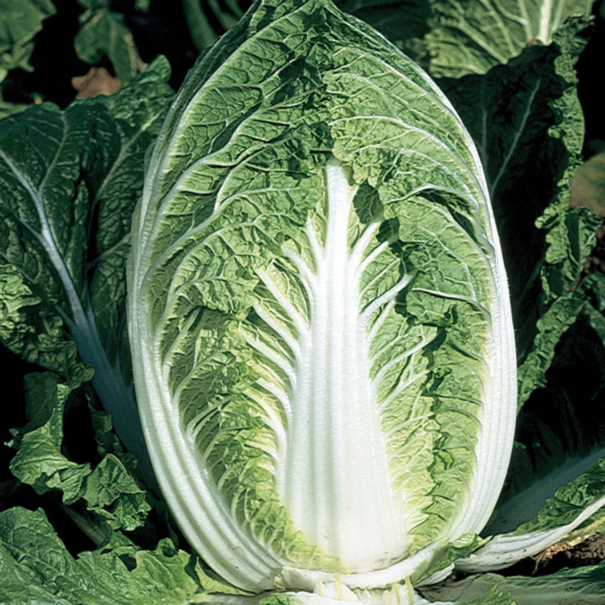 Chinese Cabbage Seeds - Yuki - Hybrid - 500 Mg Packet ~125 Seeds - Non-GMO, F1 Hybrid - Asian Garden Vegetable