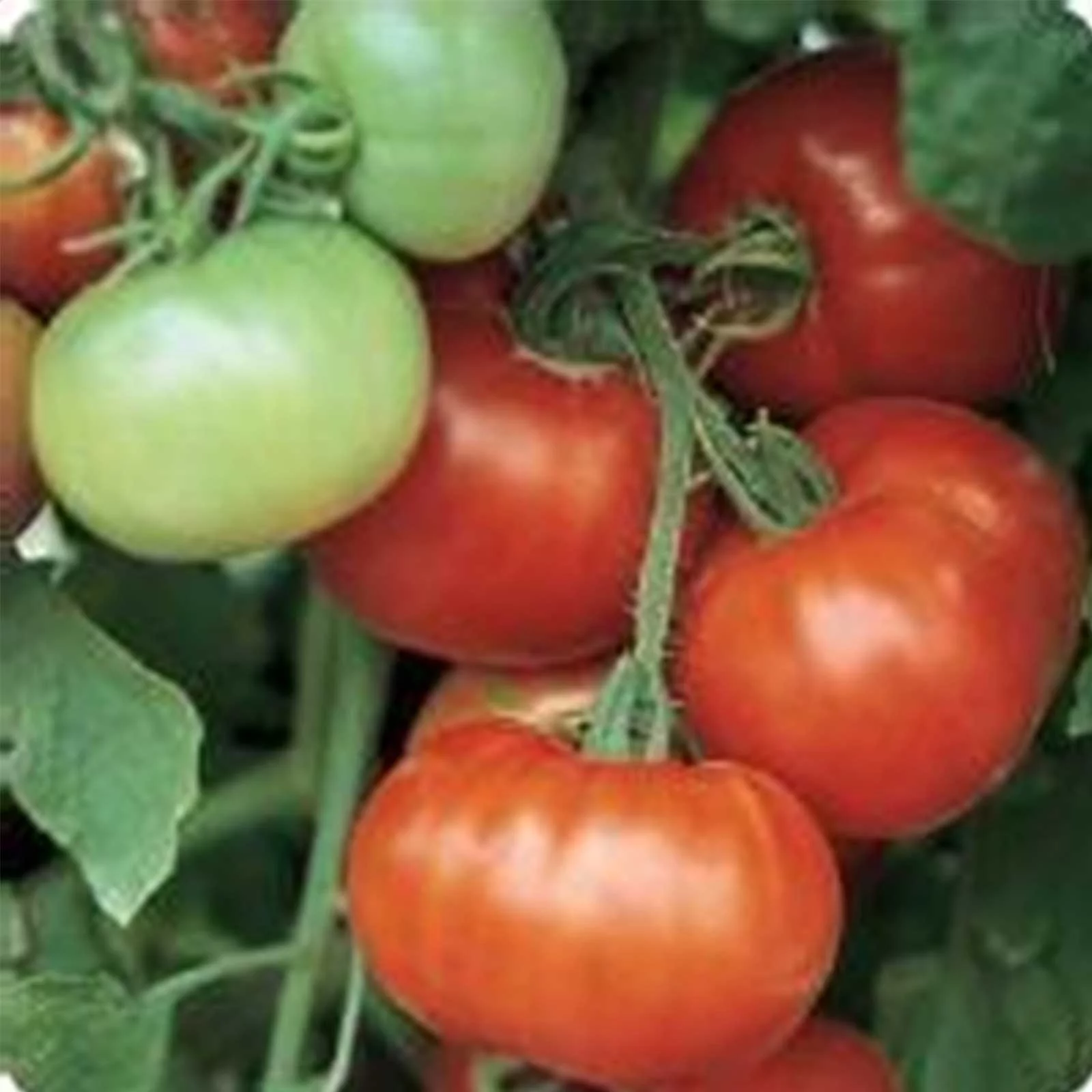 Tomato Garden Seeds - Super Fantastic Hybrid - 10 Seeds - Non-GMO, Vegetable Gardening Seed