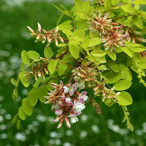 CHUXAY GARDEN 25 Seeds Robinia Pseudoacacia,Black Locust Tree,False Acacia Lovely White Flowers Fast-Growing Fragrant Deciduous Tree Attract Honeybees and Hummingbirds