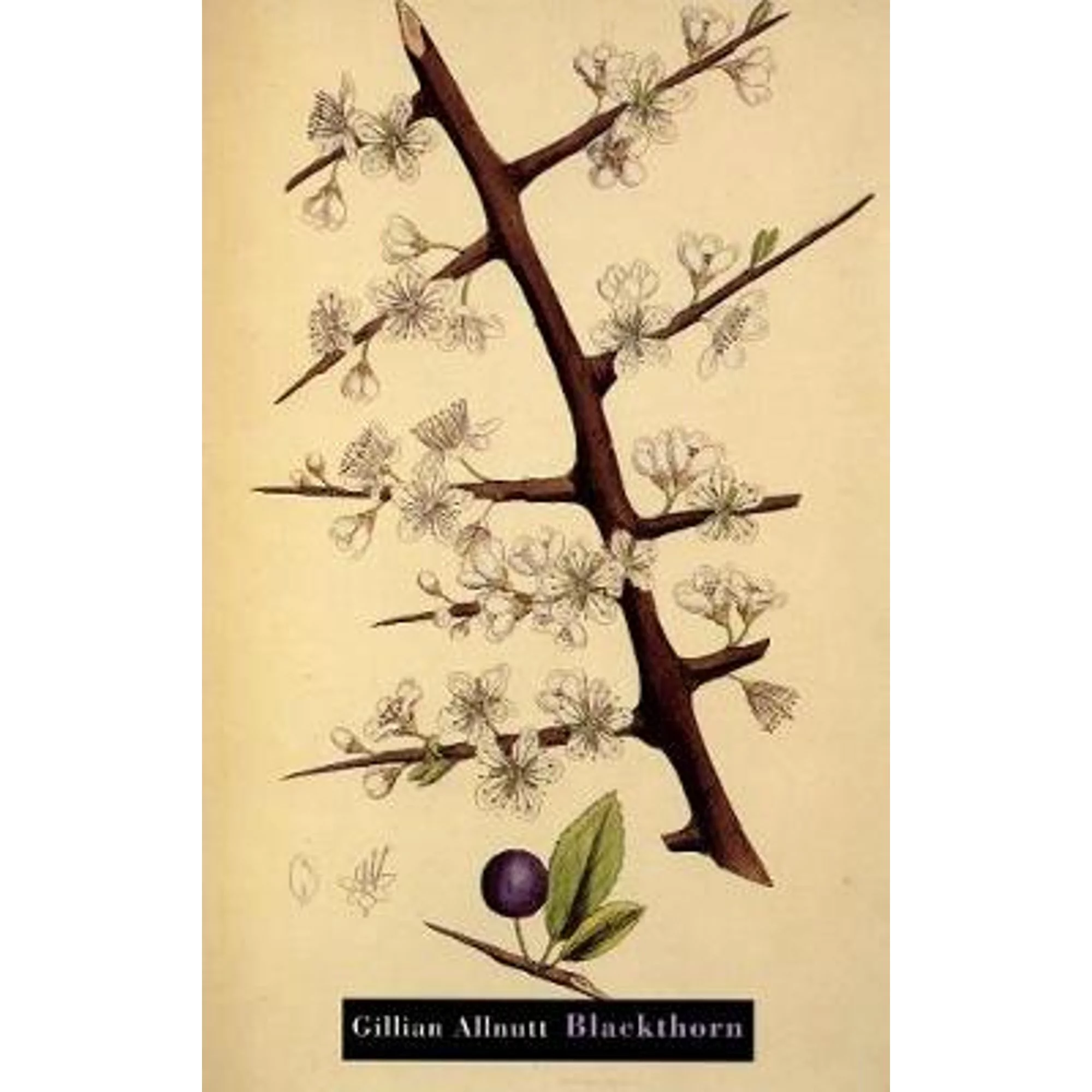 Pre-Owned Blackthorn (Paperback 9781852242701) by Gillian Allnutt