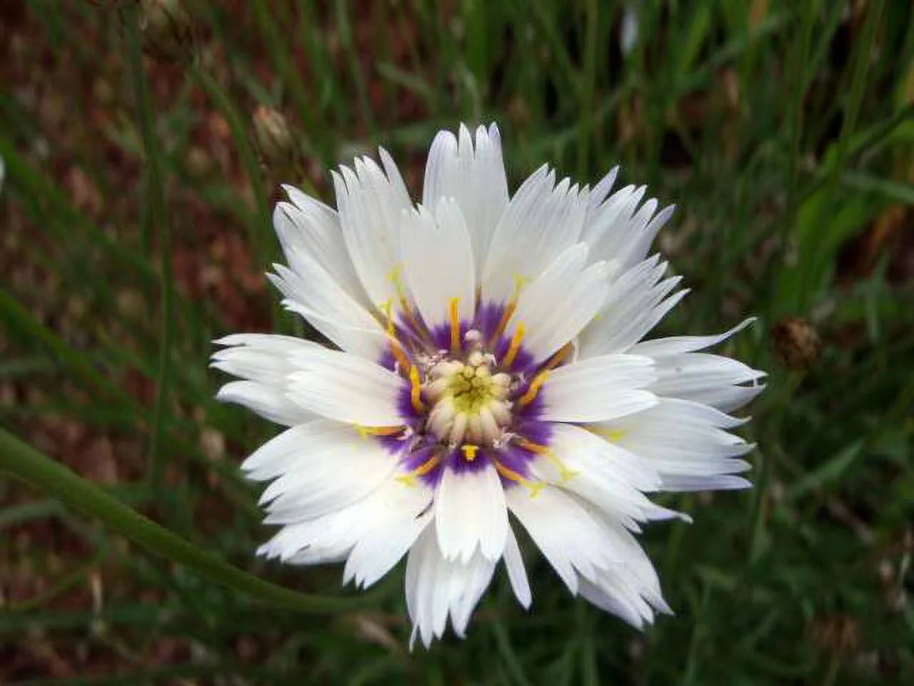 25 WHITE CUPID'S DART Love Plant Catananche Caerulea Flower Seeds *Combined S/H
