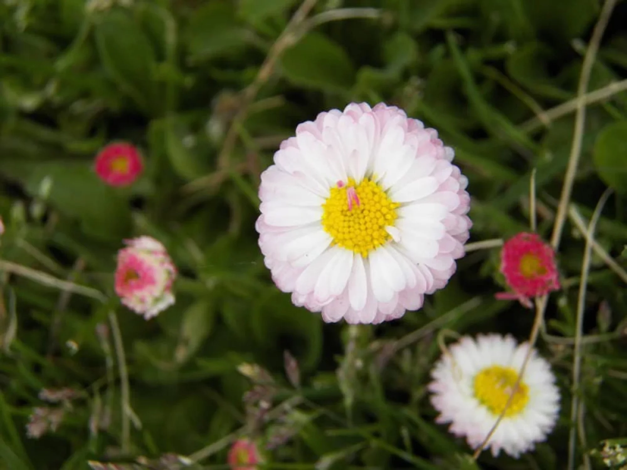 500 Dwarf WHITE ENGLISH DAISY Bellis Perennis Flower Seeds