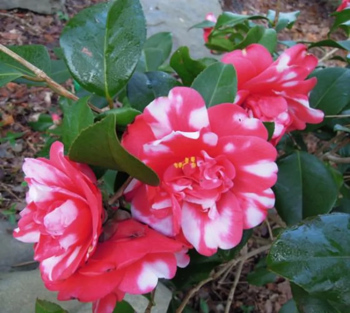 ( 1 ) - Governor Mouton Camellia Japonica - Starter Plant ( 4L ) ( 1 live plant )
