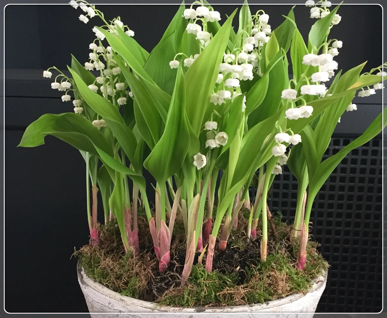 Lily Of The Valley Bulbs, Aromatic Plants ，Lily Of The Valley Plants Live,Perennial Bulbs,Potted PlantsLily Of The Valley Bulbs For Sale