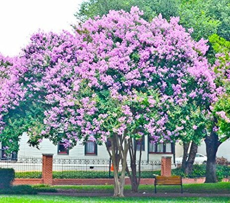 Bundle of 4 Muskogee Crepe Myrtle Trees - Purple Blooms - Quart Containers - FIBROUS Root System - Crape Myrtle Guy - Live Plants