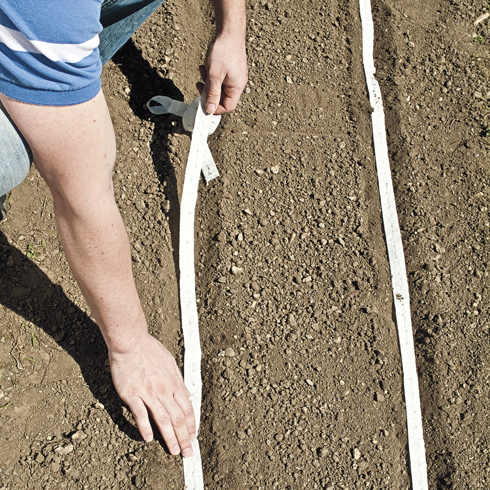 Gurney's Scarlet Nantles Carrot Seed Tapes - 2 seed tapes measuring 7.5 feet long each