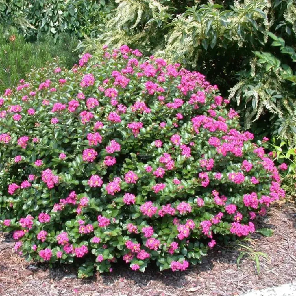 Pixies Gardens Pocomoke Dwarf Crape Myrtle Tree 1 Gallon