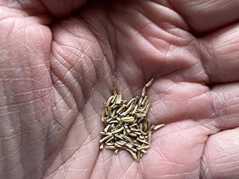 Pyrethrum Daisy 50 Seeds (Chrysanthemum - Tanacetum cinerariifolium) Heirloom - Open Pollinated - Non-GMO - Untreated Seed