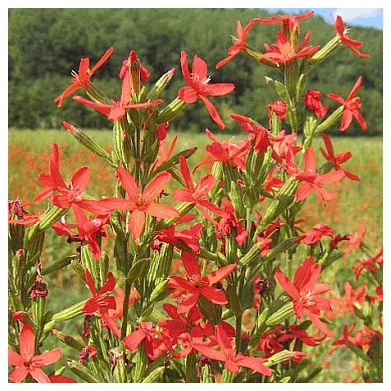 Everwilde Farms - 75 Royal Catchfly Native Wildflower Seeds - Gold Vault Jumbo Bulk Seed Packet
