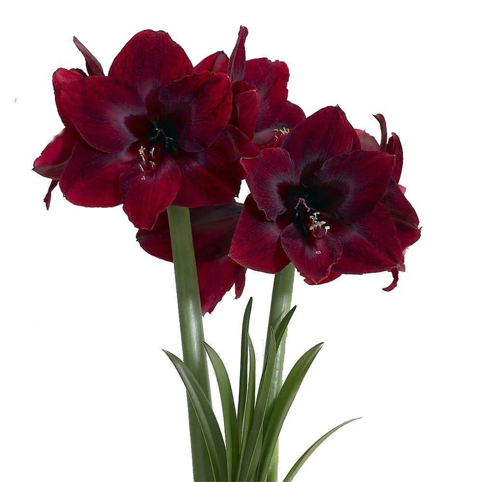 Amaryllis Bulbs, Amaryllis Plant,Amaryllis Bulbs, Are A Excellent Choice For Gardeners, Beautiful Large Flowers,Amaryllis Bulbs For Plant, Bright Flowers,Bright Bulbs, Perennial, Garden Single Flower,