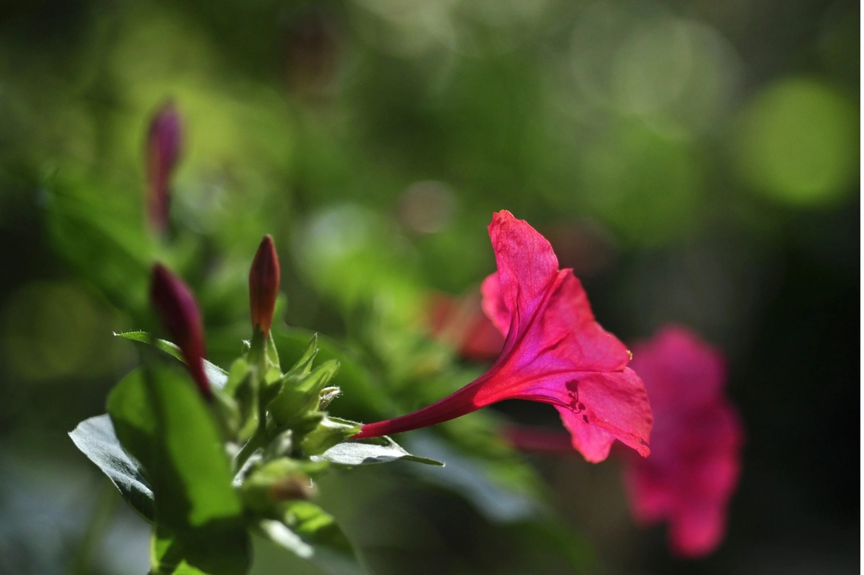 Four O'clock Flower Seeds/ Perennial/ Full Sun/40 Seeds 1/8 oz / Zellajake Farm and Garden - B20