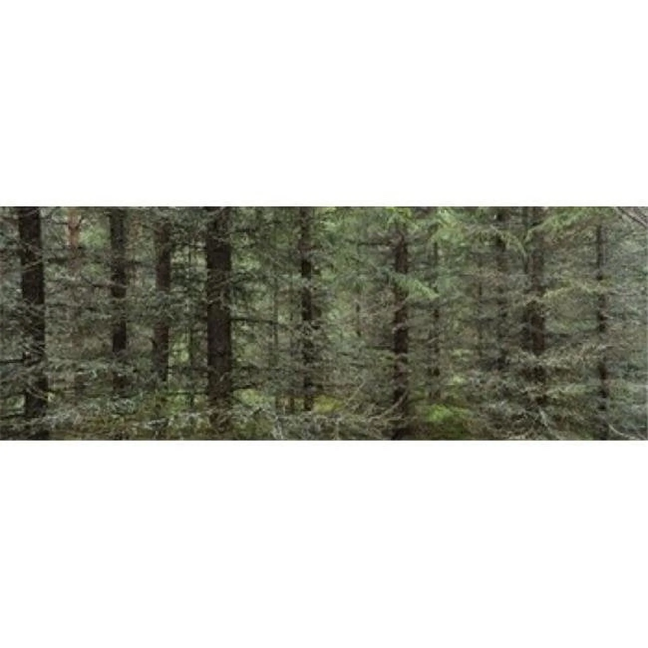 Panoramic Images  Trees in a forest Spruce Forest Joutseno Finland Poster Print by Panoramic Images - 36 x 12
