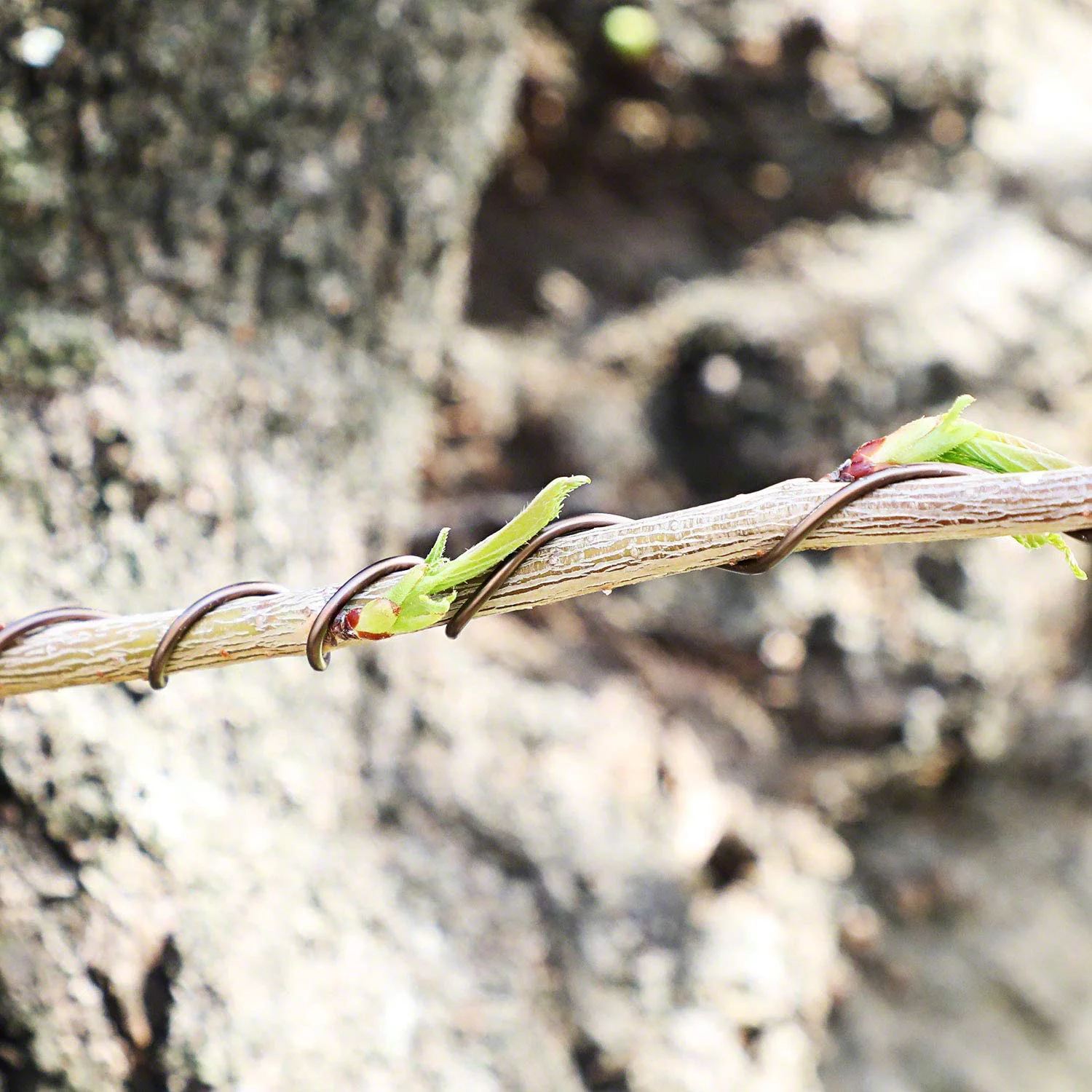 Hanafubuki Wazakura Japanese Bonsai Training Wire 3.0mm, Brown Anodized Coating Aluminum Made in Japan 150g - 25.5Ft (7.8m) 3.0mm