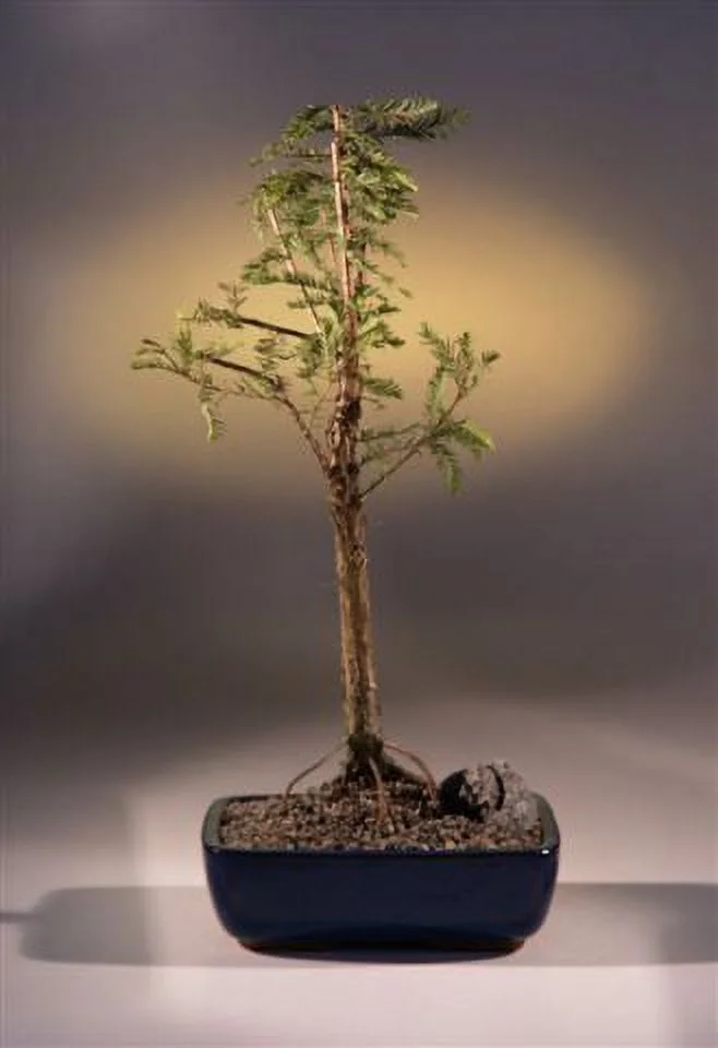 O'force Bald Cypress Tree 15 years old, 14