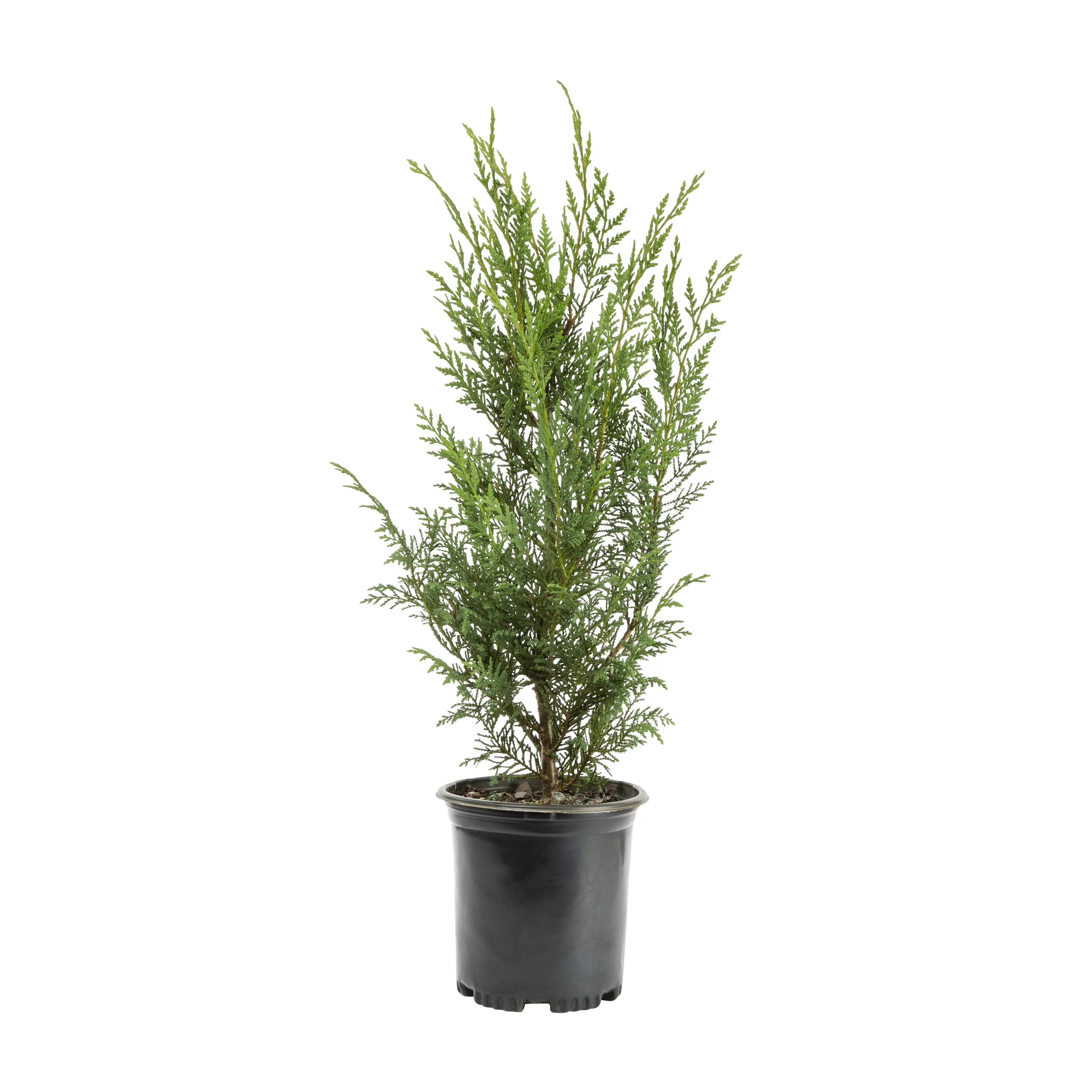 Expert Gardener 2.25 Gallon Green Leyland Cypress Evergreen Shrub Live Plants
