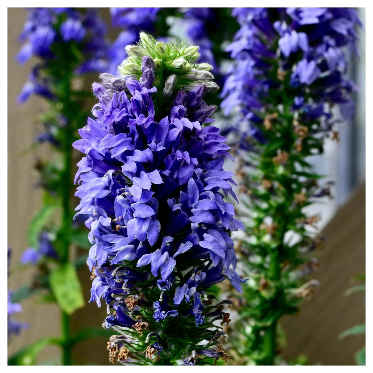 Everwilde Farms - 1 oz Great Blue Lobelia Native Wildflower Seeds - Gold Vault Bulk Seed Packet