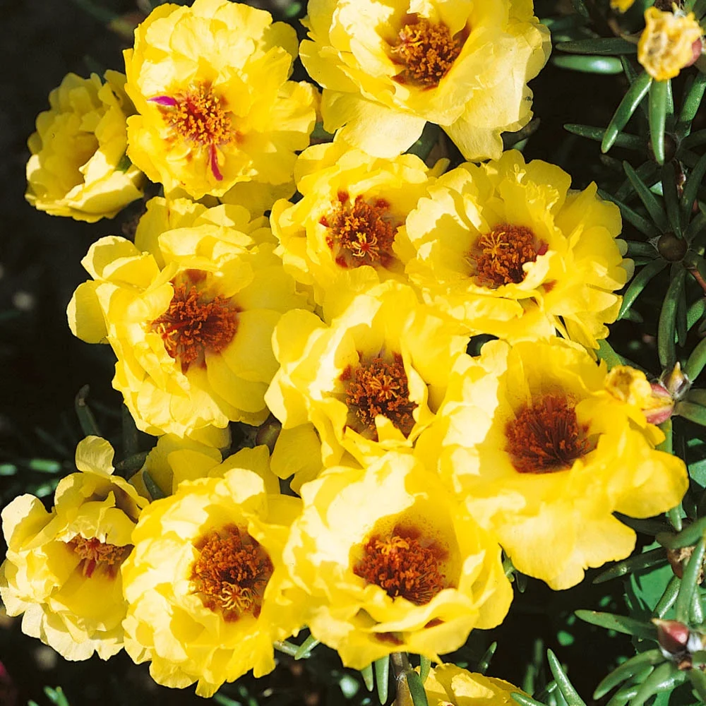 Drought Tolerant Moss Rose Yellow Portulaca Ground Cover Plant Seeds - 10000 Seeds