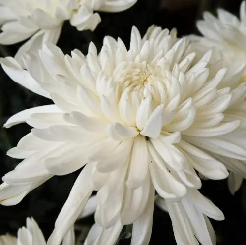 CHUXAY GARDEN White Chrysanthemum Seed,Mums,Chrysanths 10000 Seeds Beautiful Potted Plants Attract Butterflies and Bees Easy Cultivating