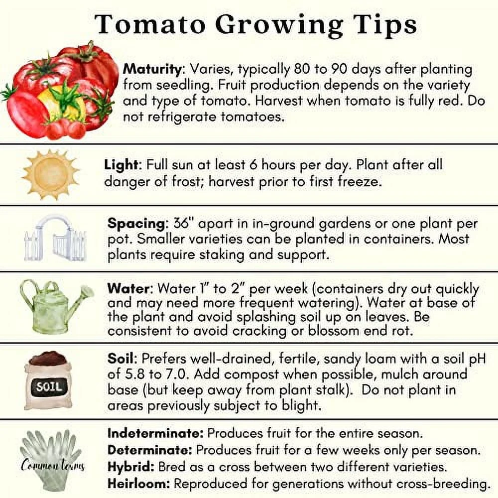 Clovers Yellow Pear Tomato Plants – Two (2) Live Plants – Non-GMO - Not Seeds - Each 4