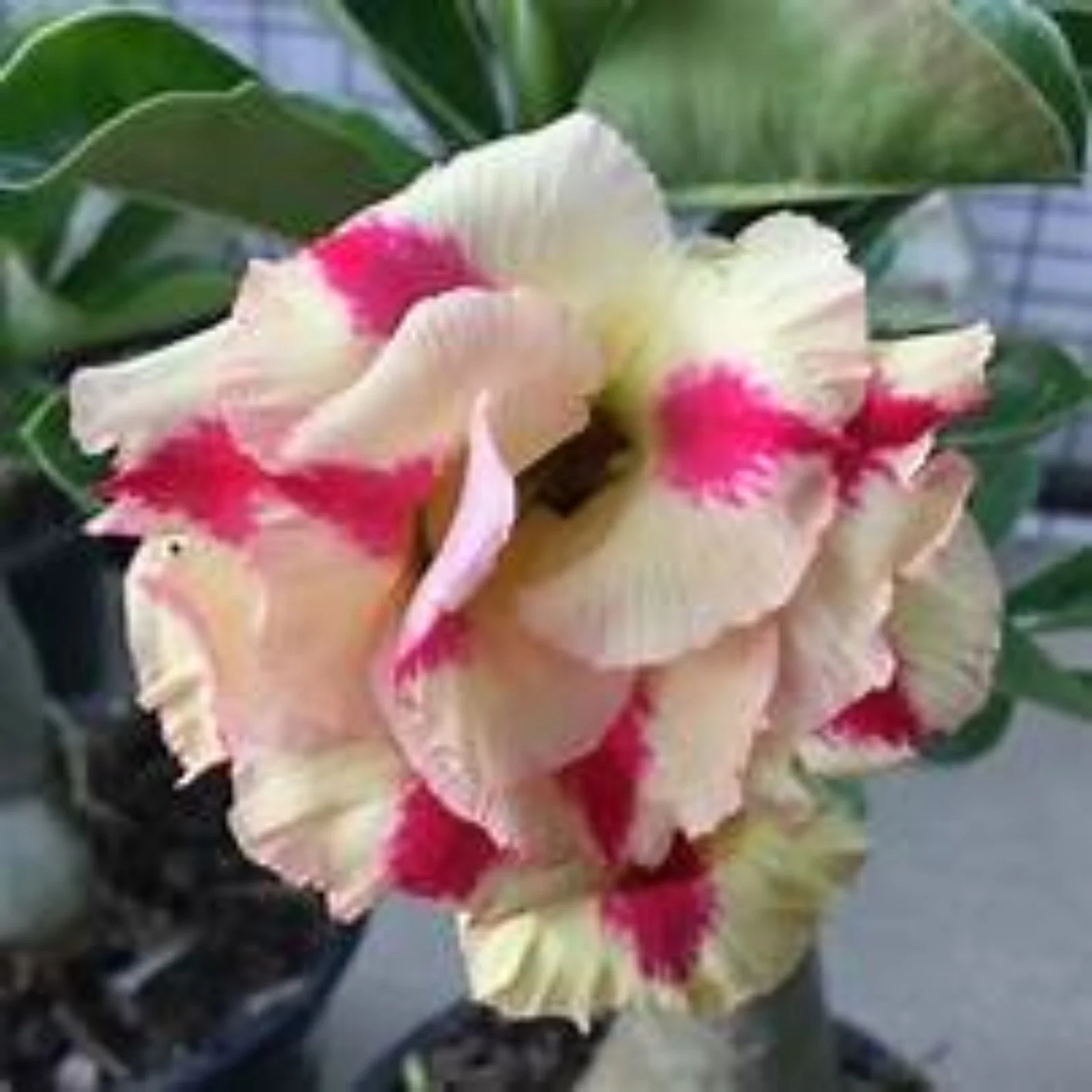 Desert Rose Plants For Sale Live,Desert Rose Bulbs For Sale,Desert Rose Tuber,Beautify Environment,Adenium Desert Rose Plant,Desert Rose Roots.