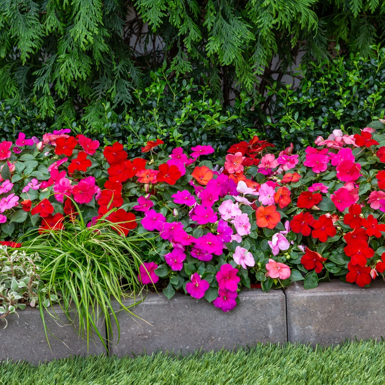 Expert Gardener 2.5QT Multicolor Impatiens Live Plants with Grower Pot