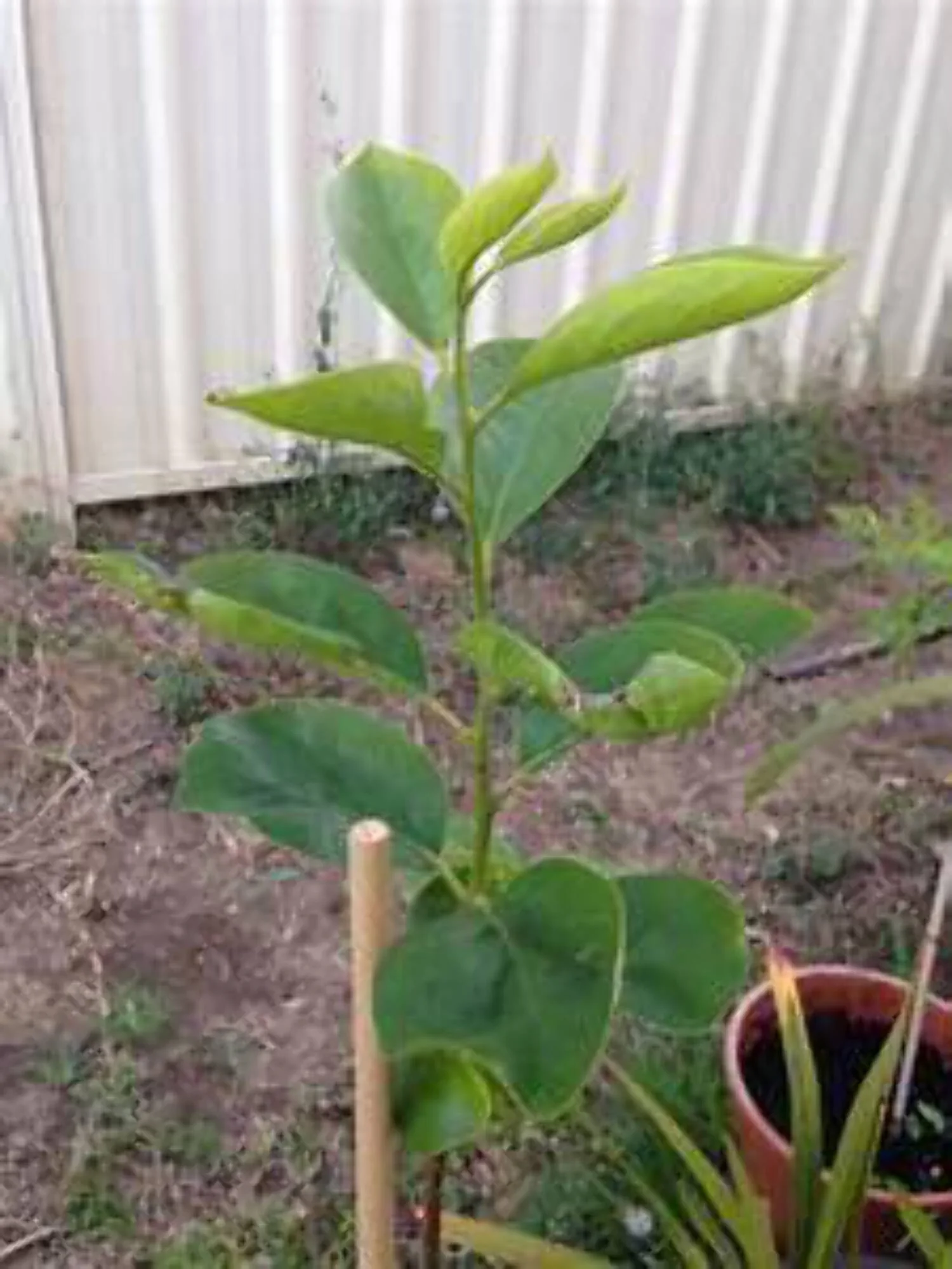 Persimmon (FUYU) tree - medium size seedling