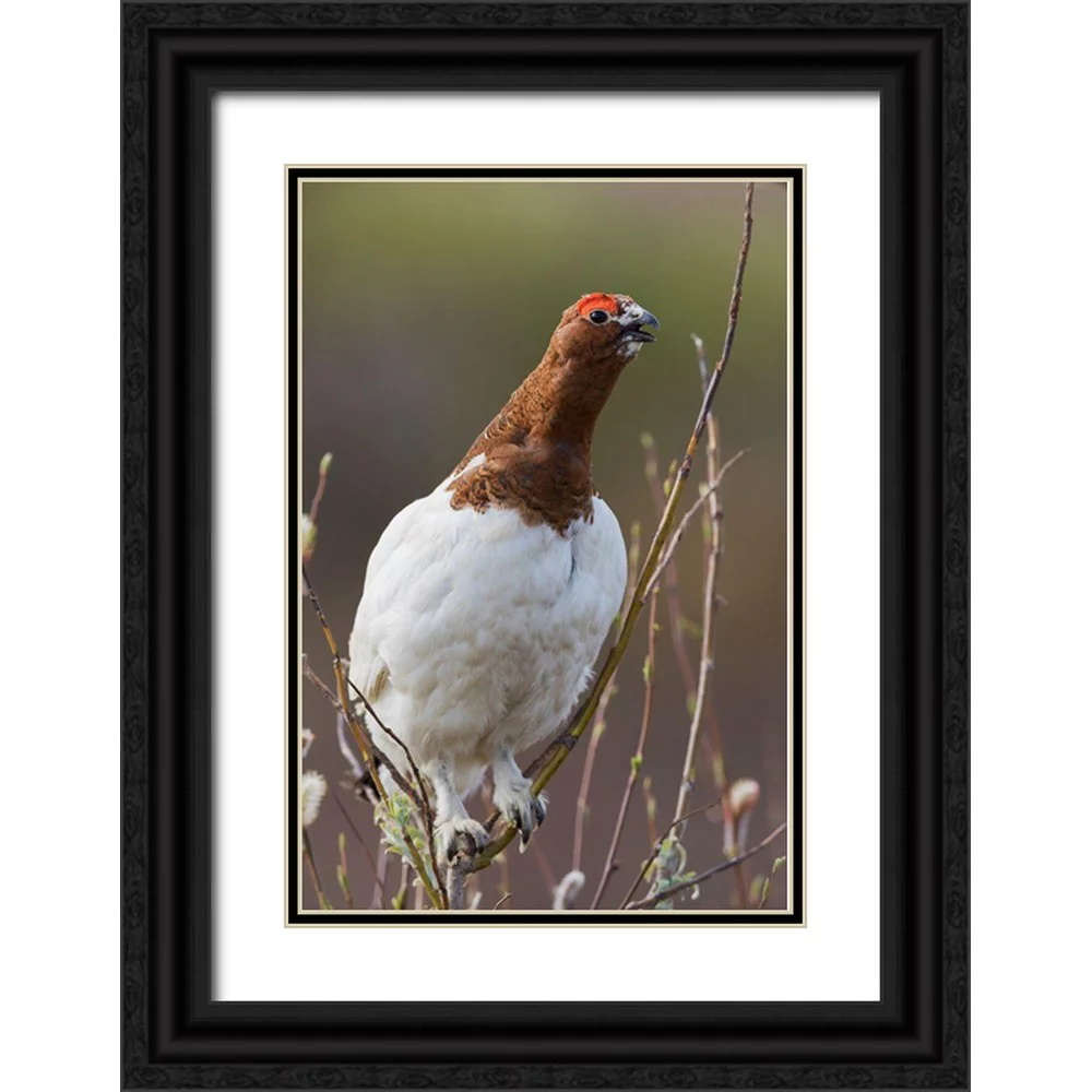 Archer, Ken 17x24 Black Ornate Wood Framed with Double Matting Museum Art Print Titled - Willow Ptarmigan-Voice of the Arctic Tundra