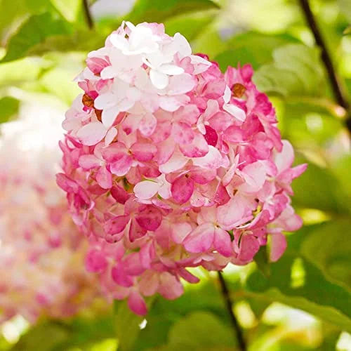 QAUZUY GARDEN 80 Vanilla Strawberry Hydrangea Seeds (Hortensia) - Fast-Growing Perennial Flowering Shrub - Attractive Showy Accent Privacy Screen - Attract Pollinators