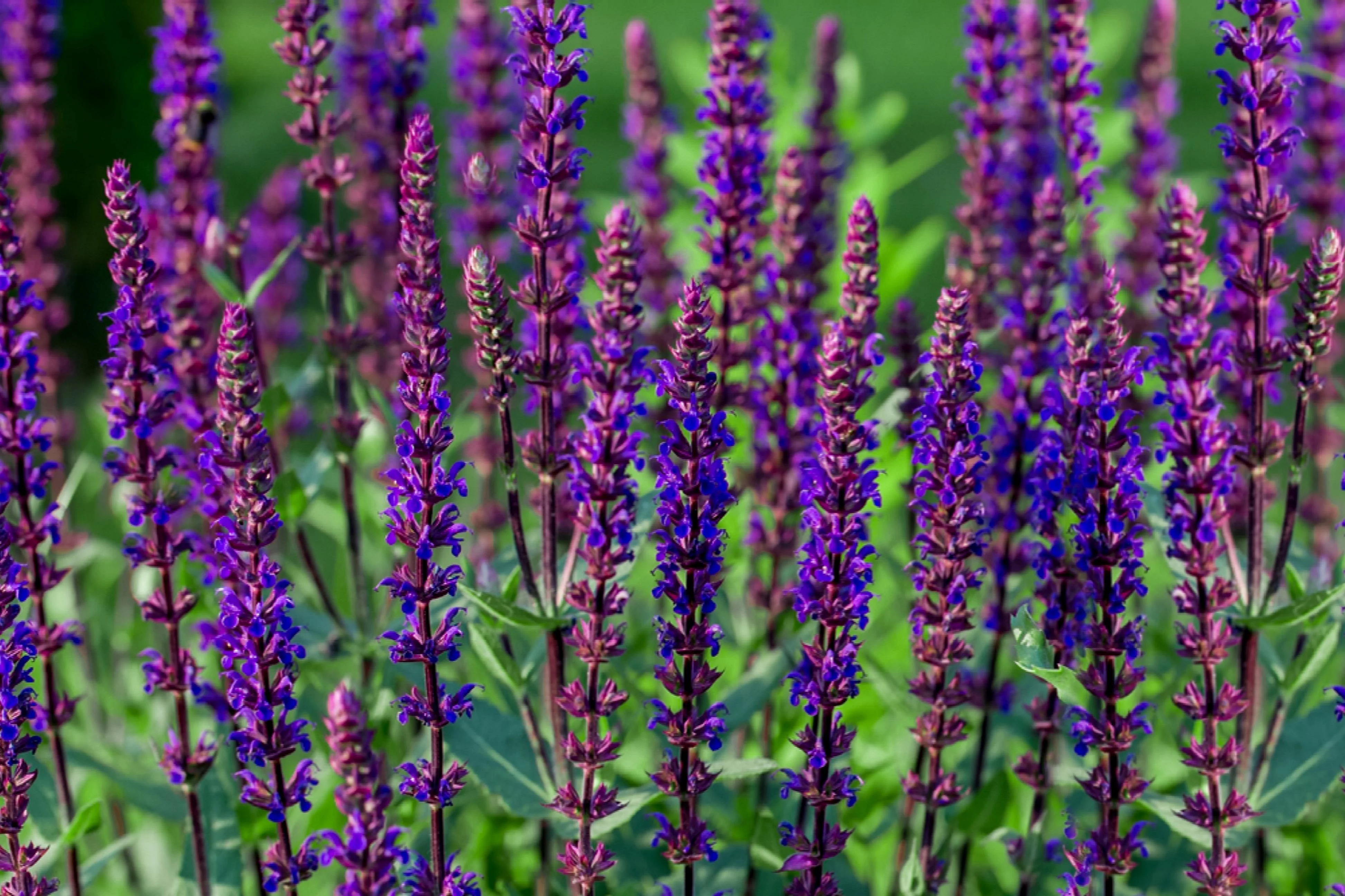 Salvia 'Caradonna' - Meadow Sage - Live Starter Plant in a 3