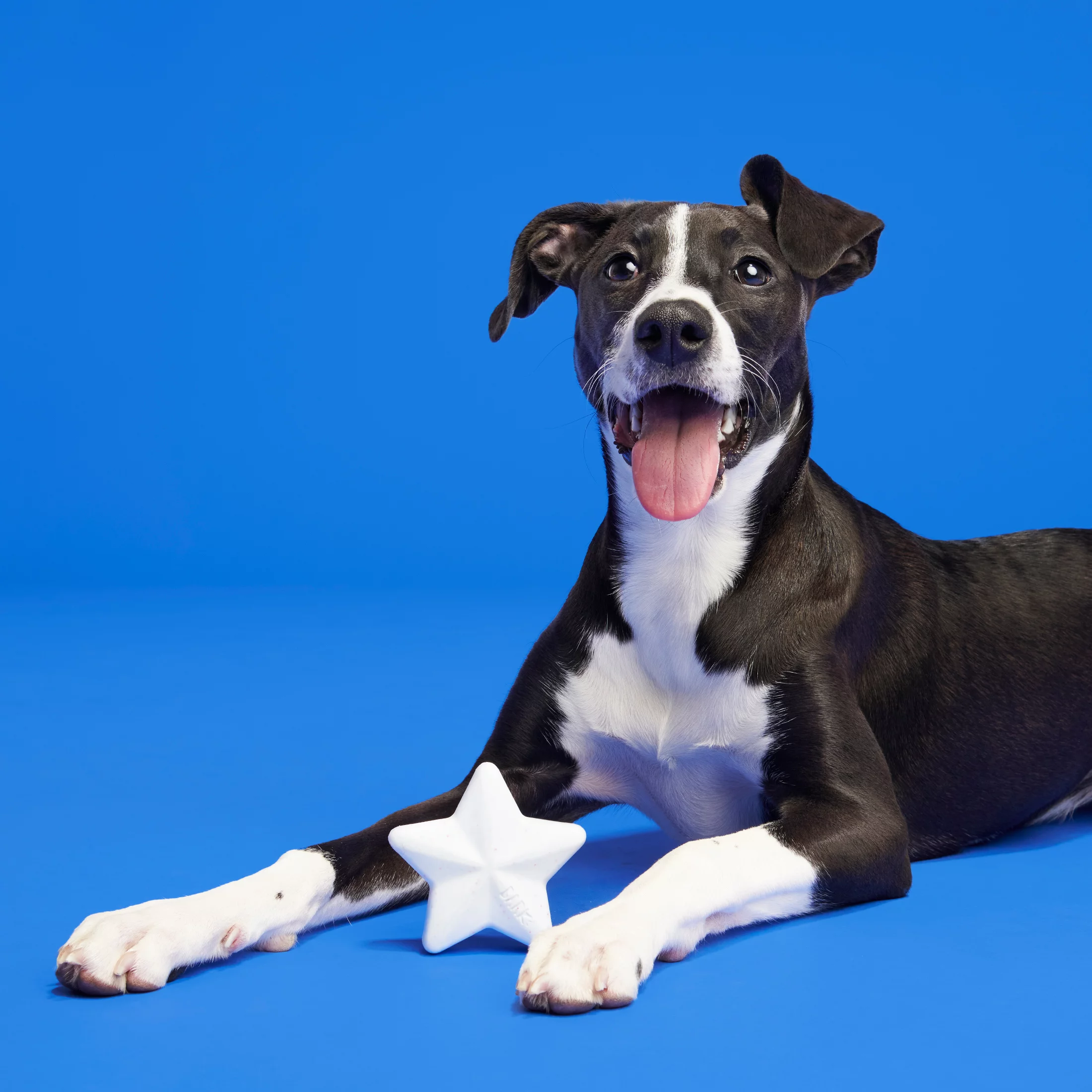 BARK Star Spangled Slammer Super Chewer - Yankee Doodle Dog Toy, american cheese scented