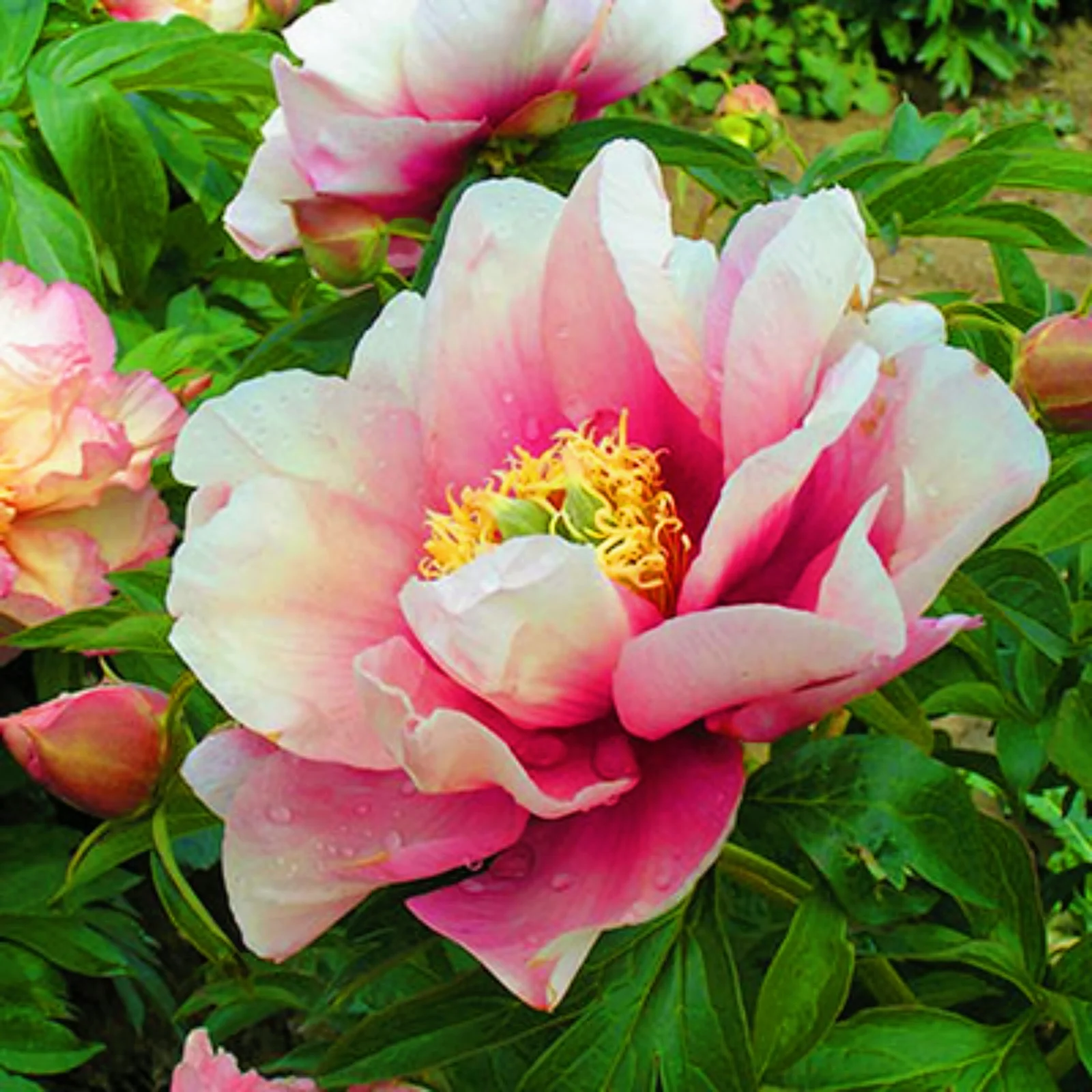 Peony Bulbs Peony Flowers Peony Bulbs For Sale Peony Bulbs For Planting Peony Plants Now Garden Decoration