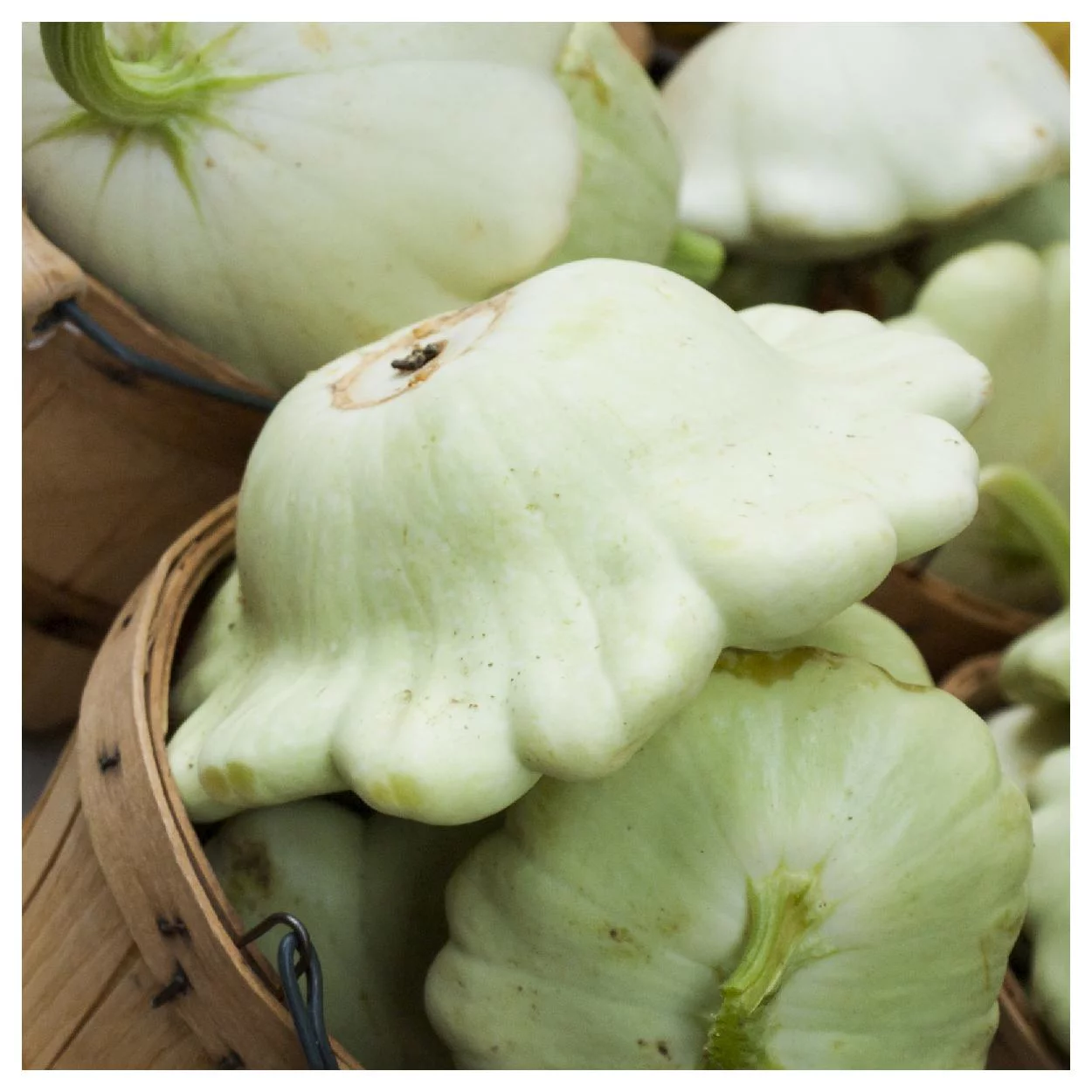 Everwilde Farms - 40 Bennings Green Tint Scallop Summer Squash Seeds - Gold Vault Jumbo Bulk Seed Packet